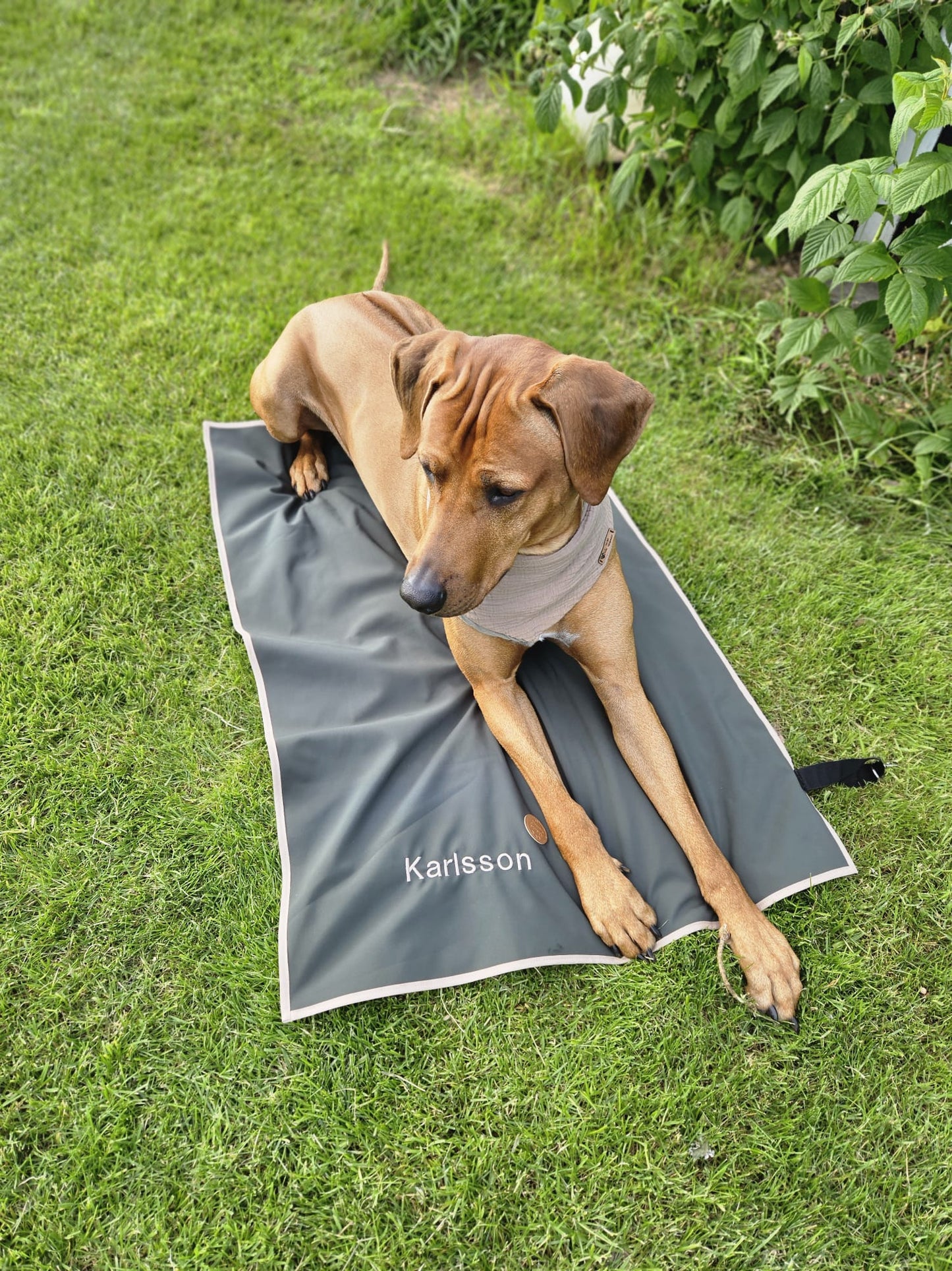 Hundedecke ToGo Softhell einlagig