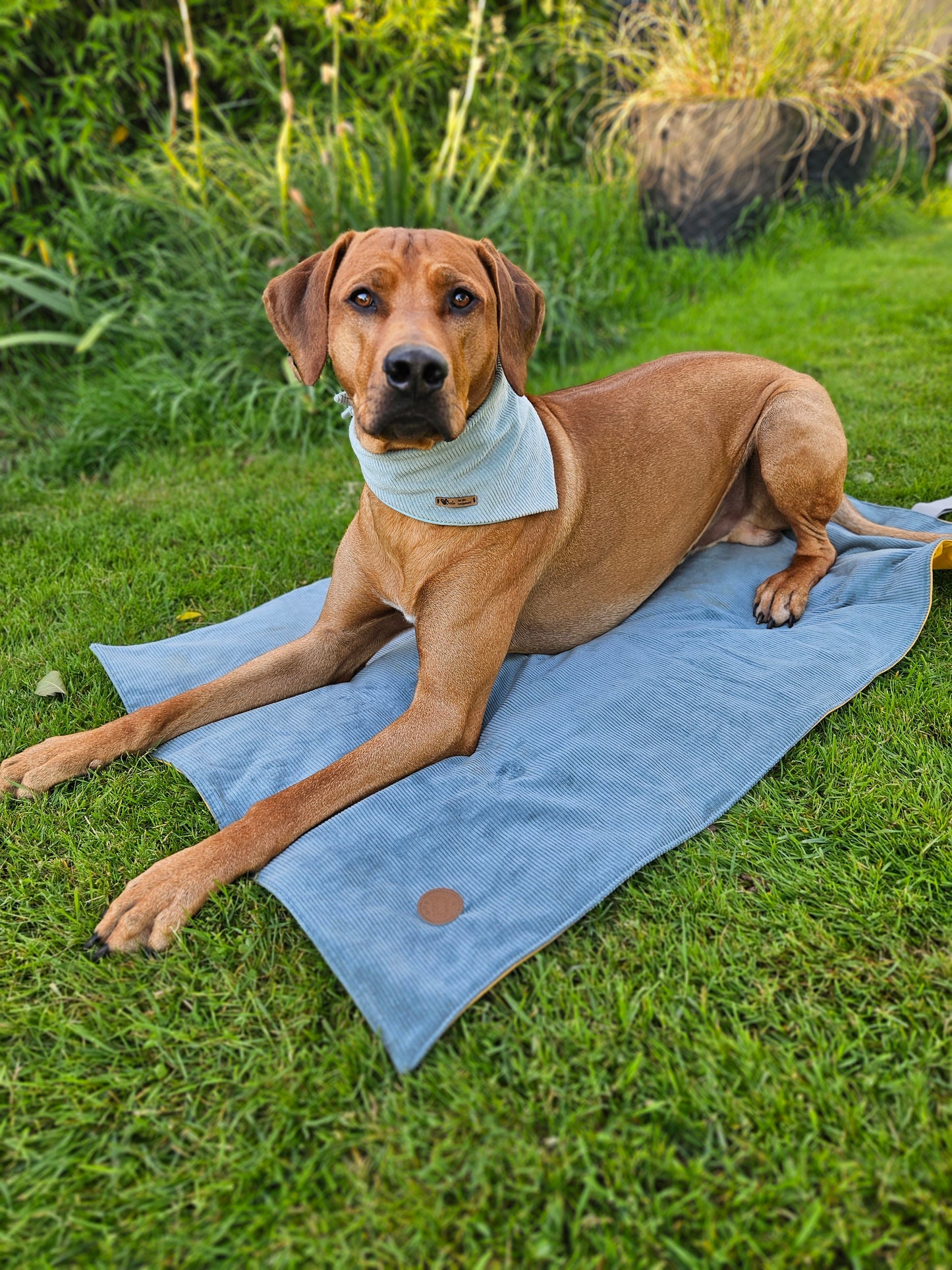 Hundedecke ToGo zweilagig Breitcord & Softshell