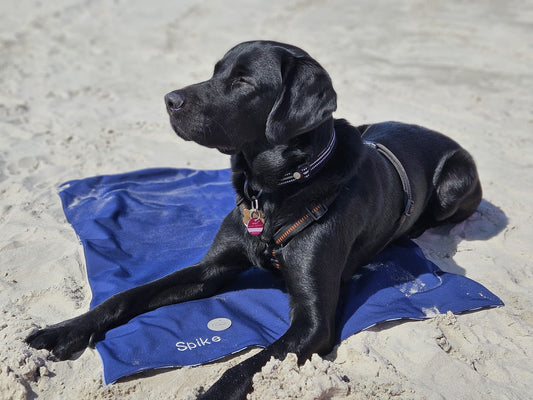 Hundedecke ToGo zweilagig Baumwolljersey & Softshell