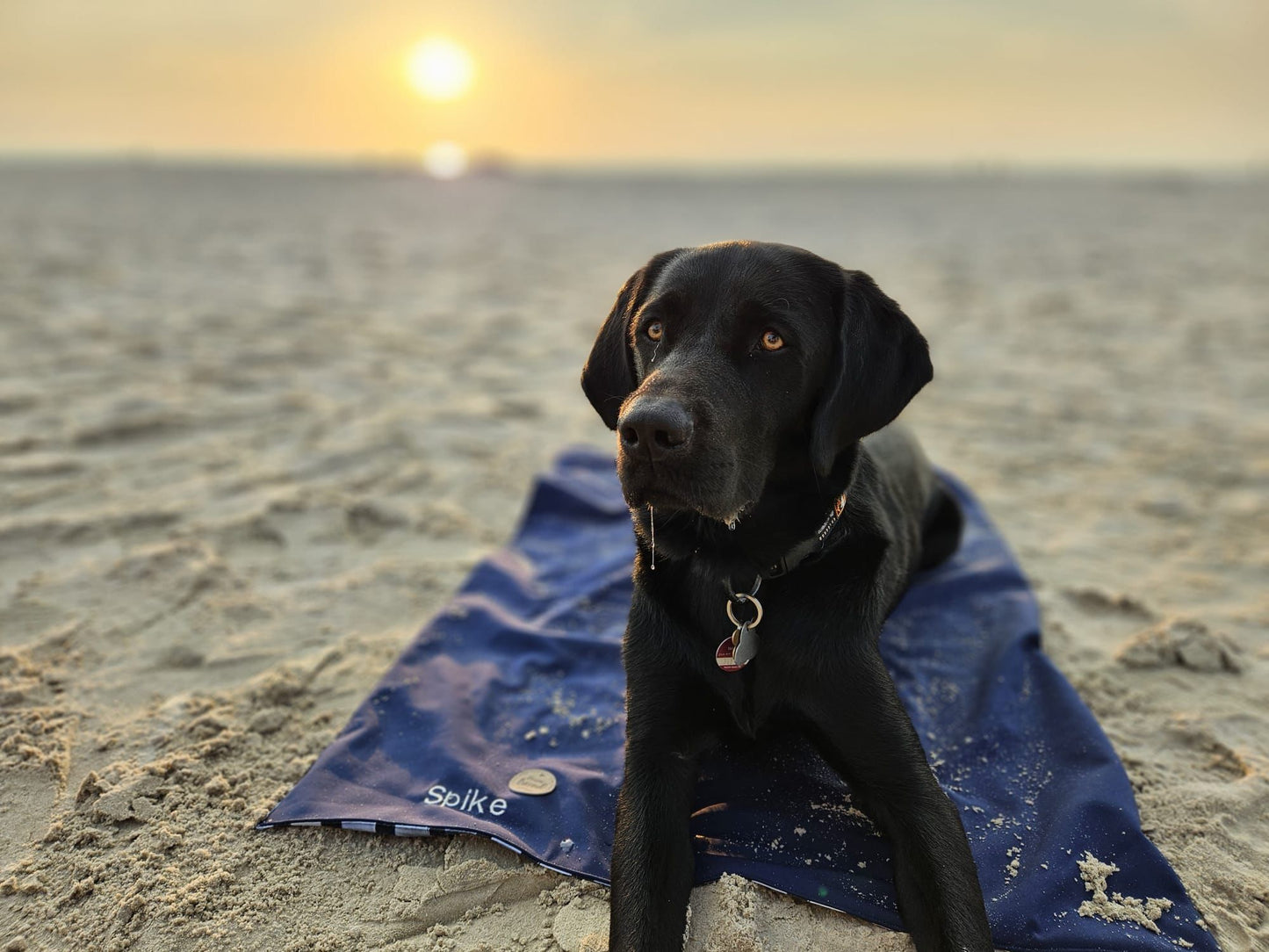 Hundedecke ToGo zweilagig Baumwolljersey & Softshell