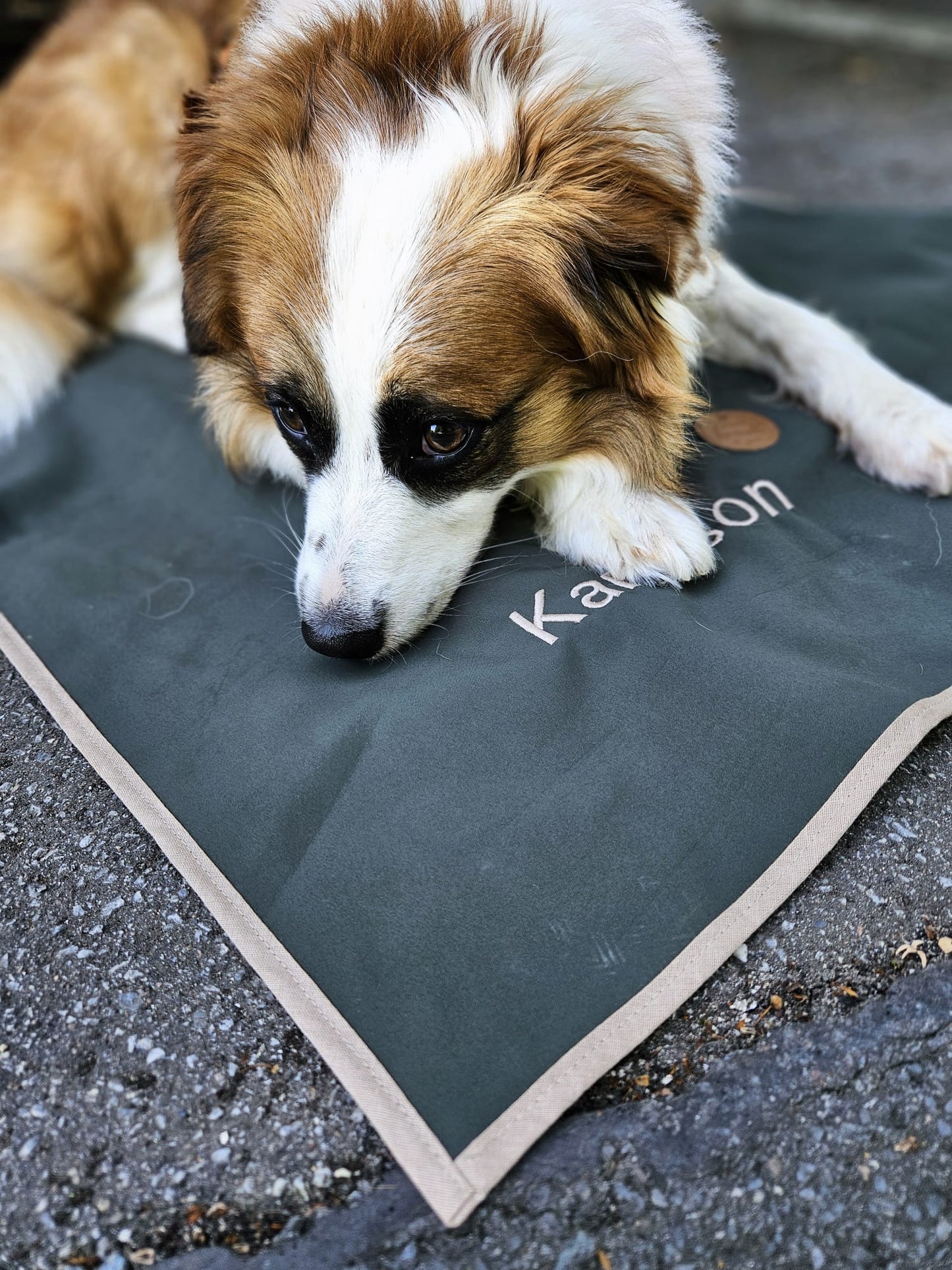 Hundedecke ToGo Softhell einlagig