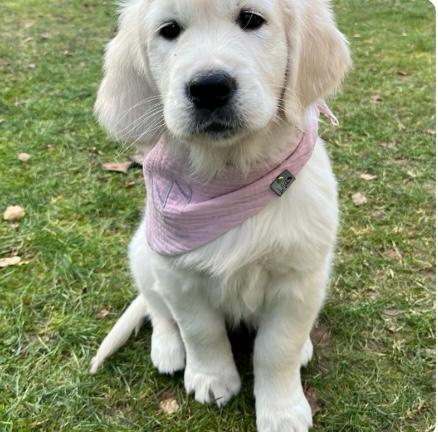Hundehalstuch Wunschdesign Musselin