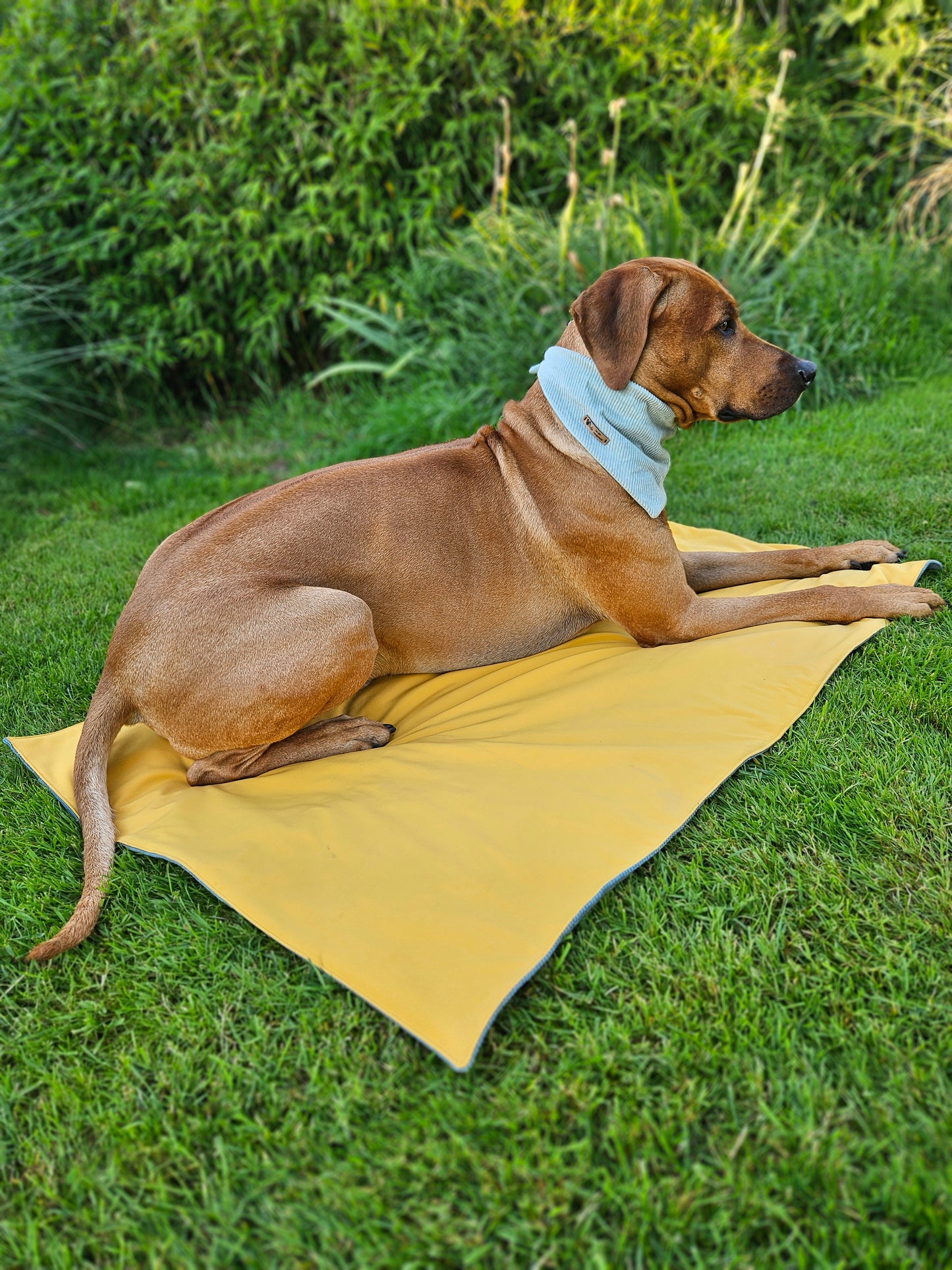 Hundedecke ToGo zweilagig Breitcord & Softshell